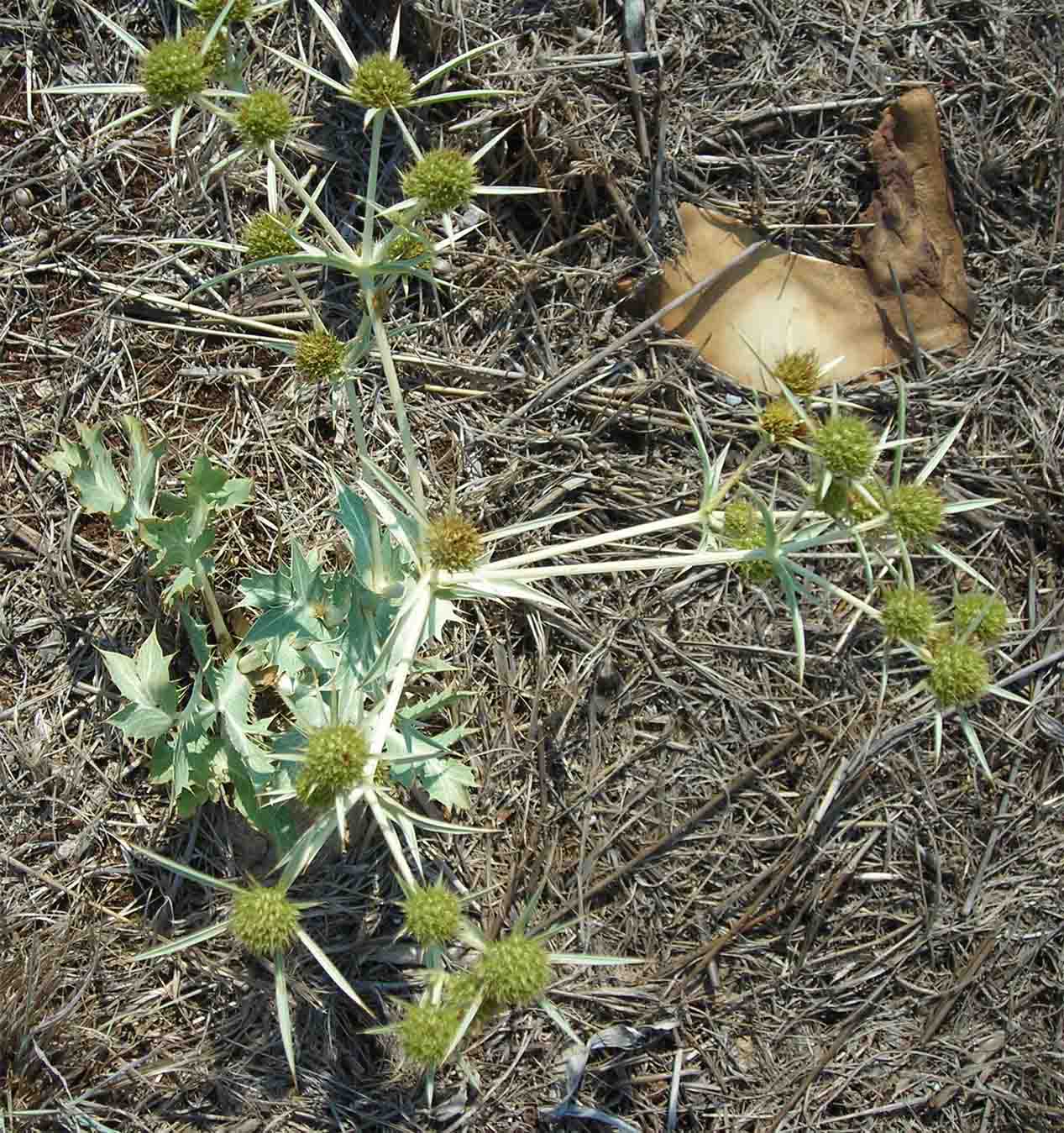 Eryngium campestre / Calcatreppola campestre